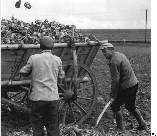 ZB-Wlocka-25.10.1954 Die letzten Rüben vom Feld. Der Einzelbauer Fritz Rotzoll (links) aus Nägelstädt im Kreis Langensalza holt seine letzten Zuckerrüben vom Feld. Er ist damit in der Lage, sein Ablieferungssoll an Rüben und Kartoffeln zu erfüllen.